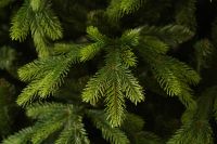 Korean Fir კორეული ნაძვი 240 სმ