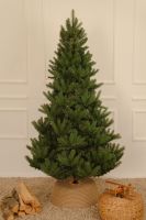 Douglas Fir დუგლასის ნაძვი 180 სმ