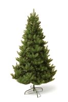 Douglas Fir დუგლასის ნაძვი 180 სმ