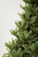 Douglas Fir დუგლასის ნაძვი 180 სმ