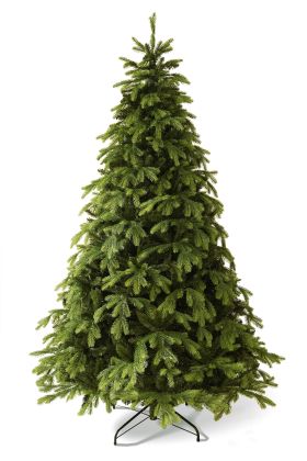 Korean Fir 210 cm