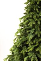 Korean Fir კორეული ნაძვი 210 სმ