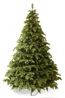Centennial Fir ასწლოვანი ნაძვი 210 სმ